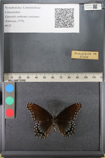 Media type: image;   Entomology 141849